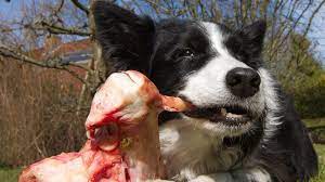 A dog devouring the meat of a fellow furry friend